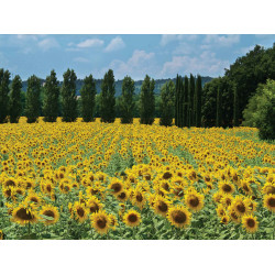 Zonnebloemen Frankrijk 70x50cm