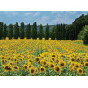 Zonnebloemen Frankrijk 70x50cm