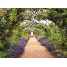 Lavendel tuin 70x50cm