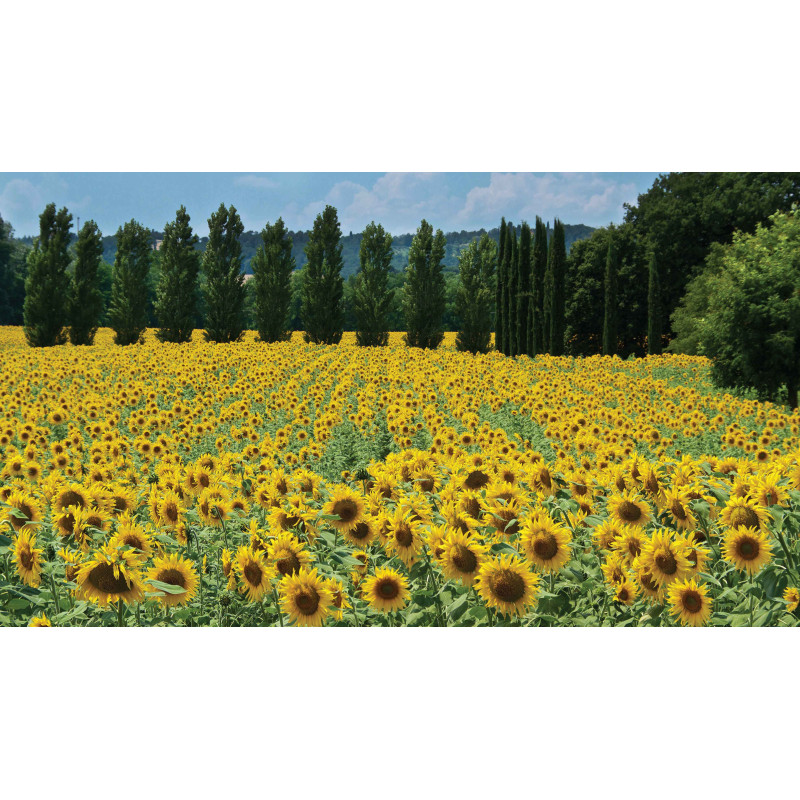Zonnebloemen Frankrijk 130x70cm