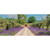Tuinschilderij Lavendel deur 130x50cm