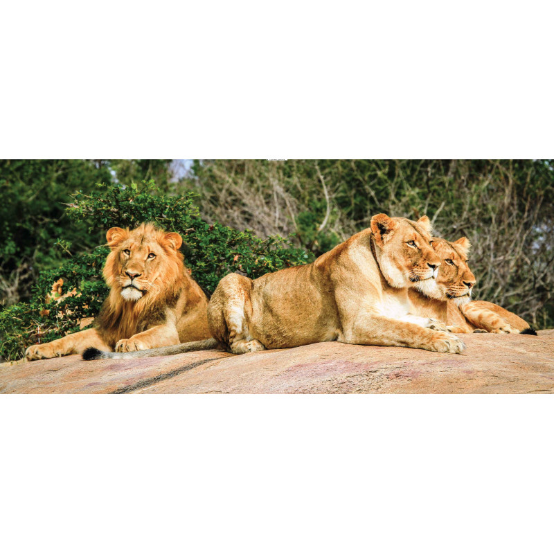 Tuinschilderij Leeuwen 130x50cm