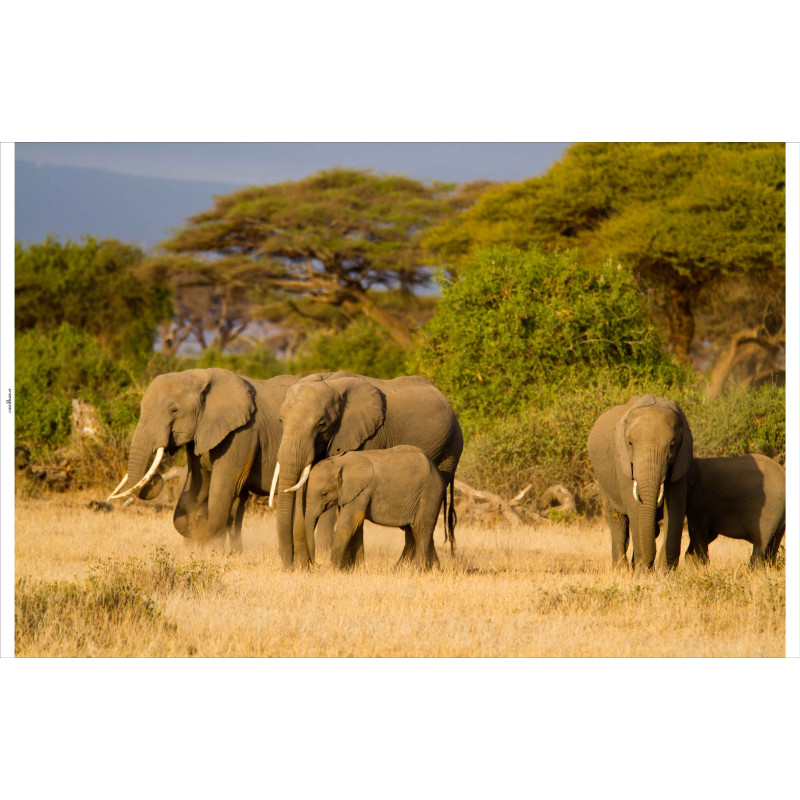 Tuindoek Olifanten 210x140cm