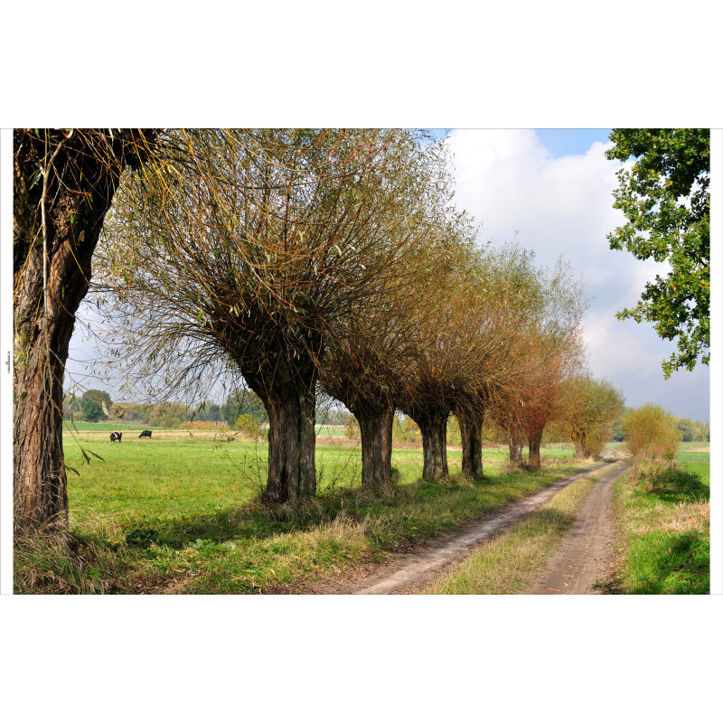 Tuindoek Knotwilgen pad 210x140cm