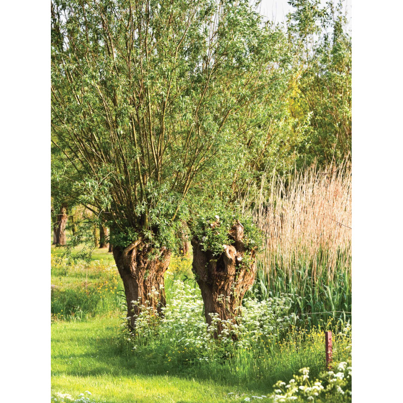 Tuinschilderij Knotwilgen 50x70cm