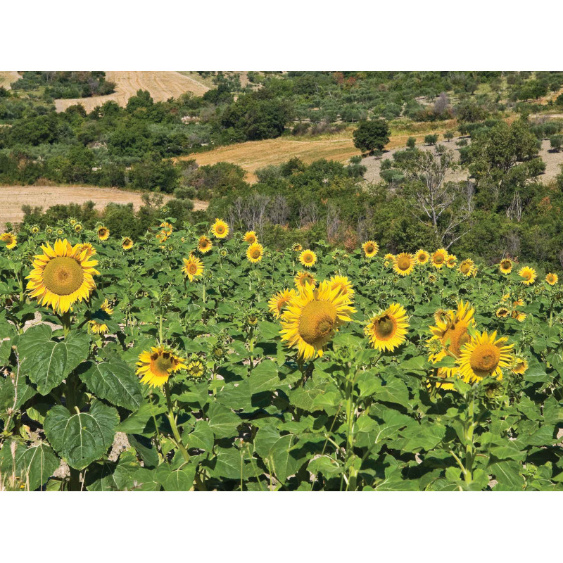 Tuinschilderij Zonnebloemen 70x50cm