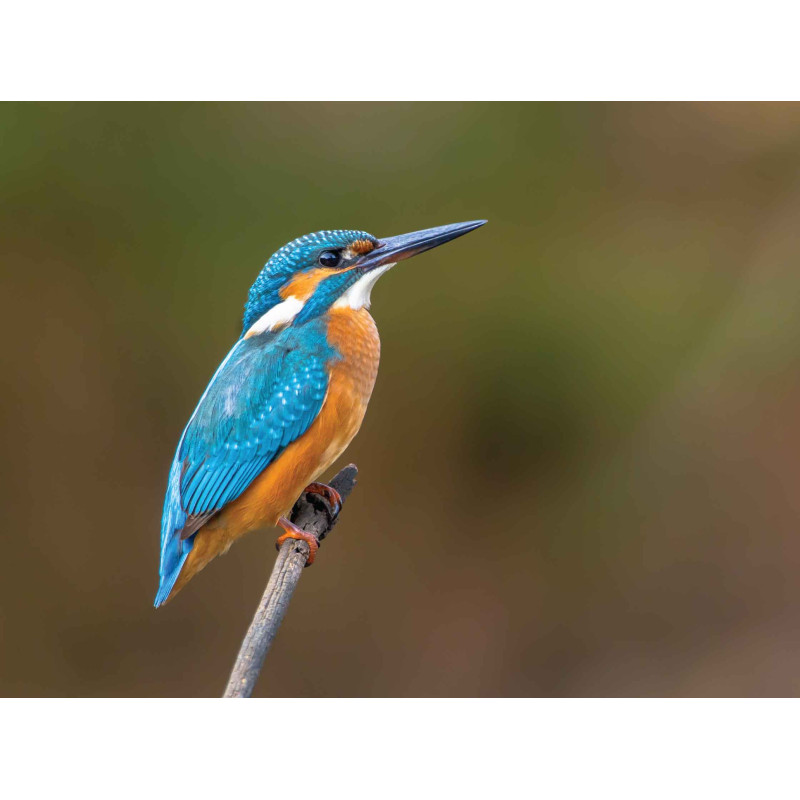 Tuinschilderij IJsvogel 70x50cm