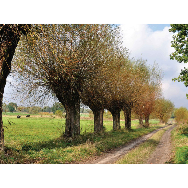 Tuinschilderij Knotwilgen pad 70x50cm