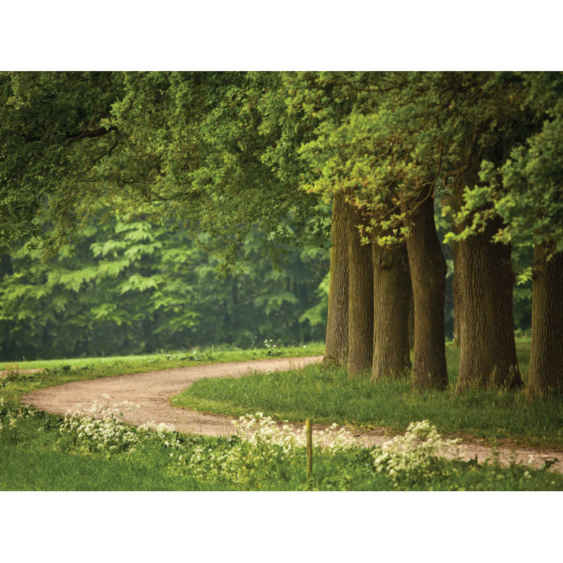 Tuinschilderij Drents pad 70x50cm