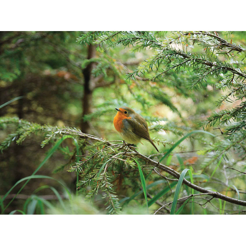 Tuinschilderij Roodborst 70x50cm