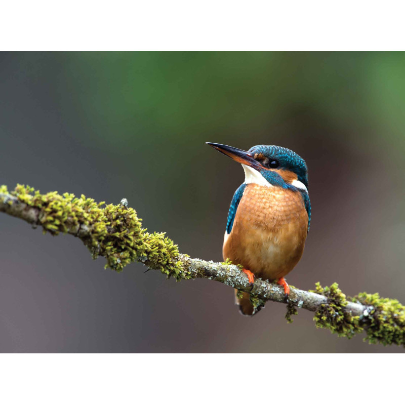 Tuinschilderij IJsvogel 70x50cm