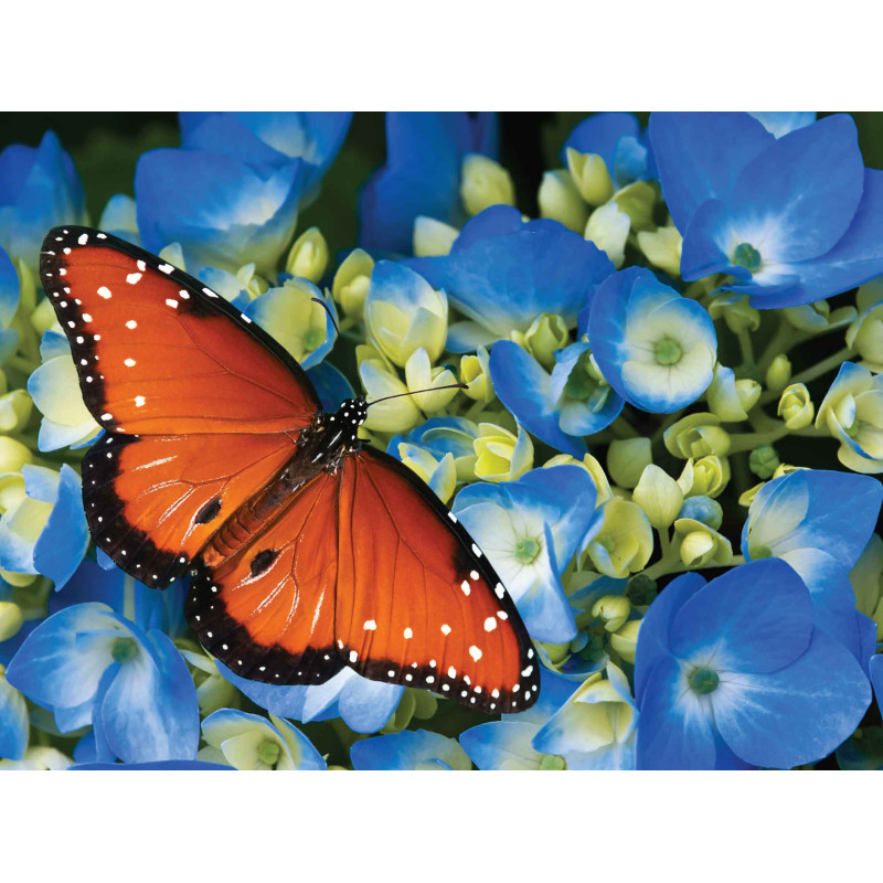 Tuinschilderij Koningsvlinder 70x50cm