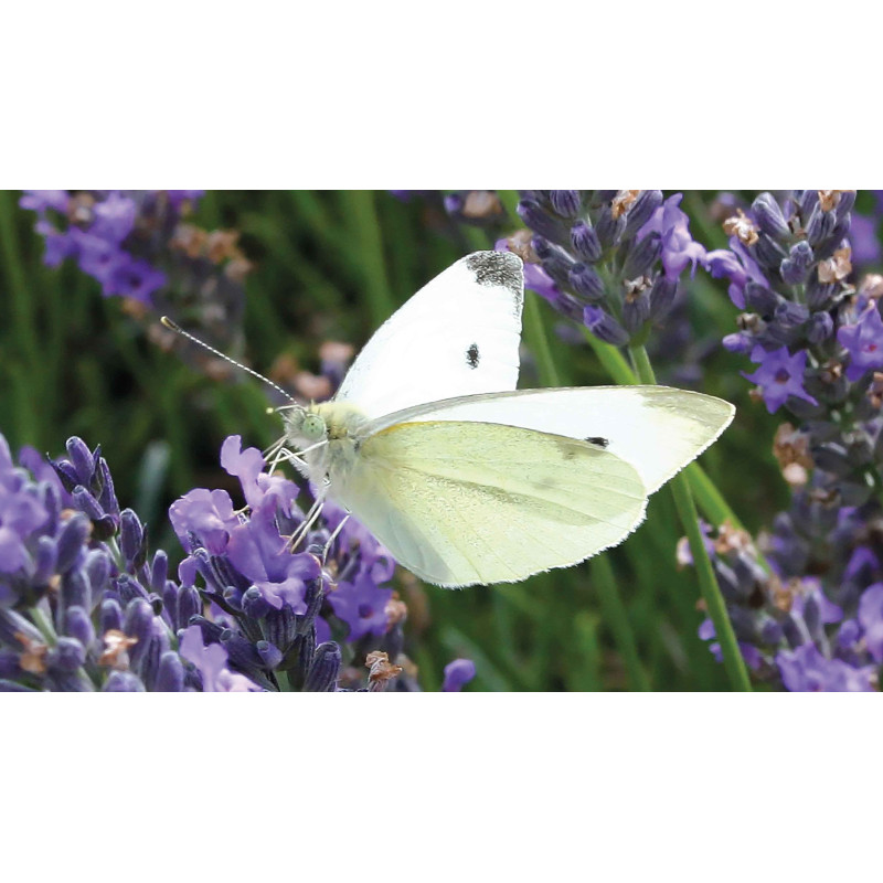 Tuinschilderij Koolwitje op lavendel 130x70cm
