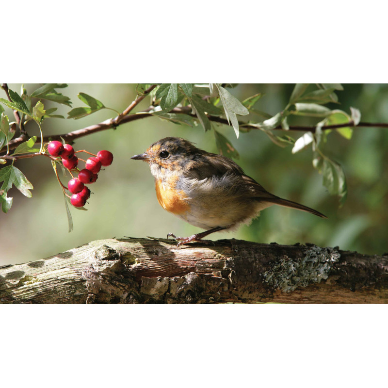 Tuinschilderij Roodborst bes 130x70cm