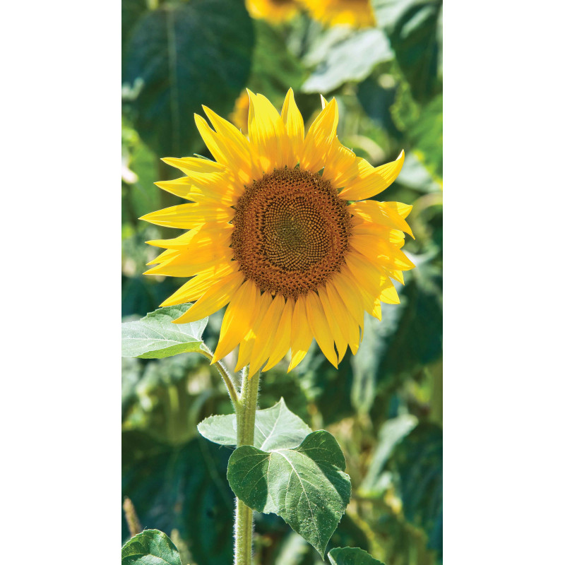 Tuinschilderij Zonnebloem 130x70cm