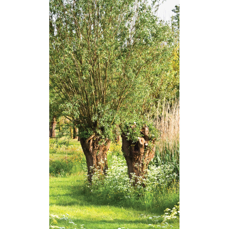 Tuinschilderij Knotwilgen 70x130cm