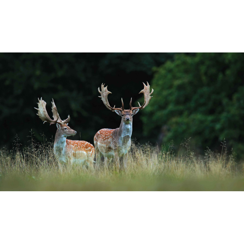 Tuinschilderij Herten met gewei 130x70cm