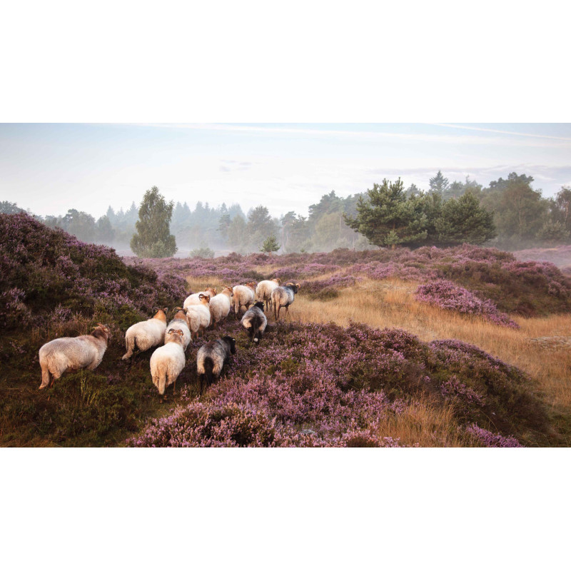 Tuinschilderij Schapen op heide 130x70cm