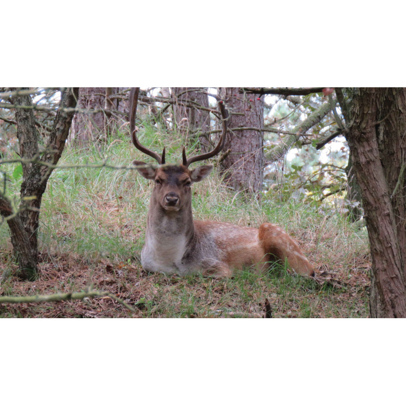 Tuinschilderij Liggend hert in bos 130x70cm