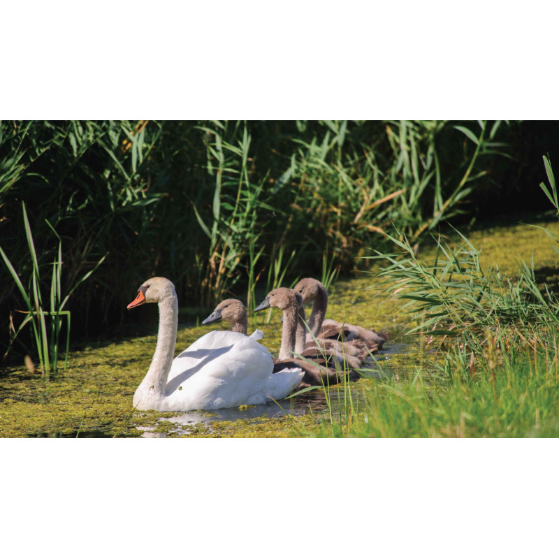 Tuinschilderij Zwaantjes 130x70cm