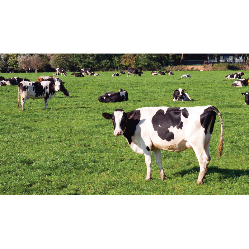 Tuinschilderij Wei koeien 130x70cm
