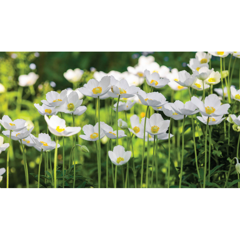 Tuinschilderij Anemonen veld 130x70cm