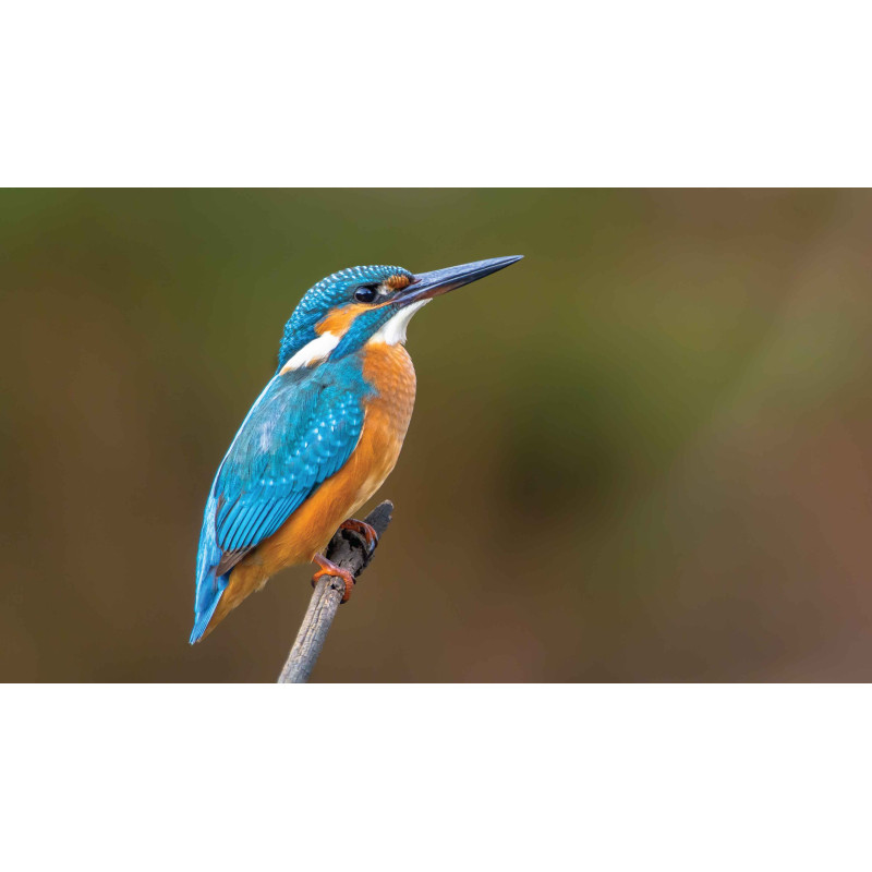 Tuinschilderij IJsvogel 130x70cm