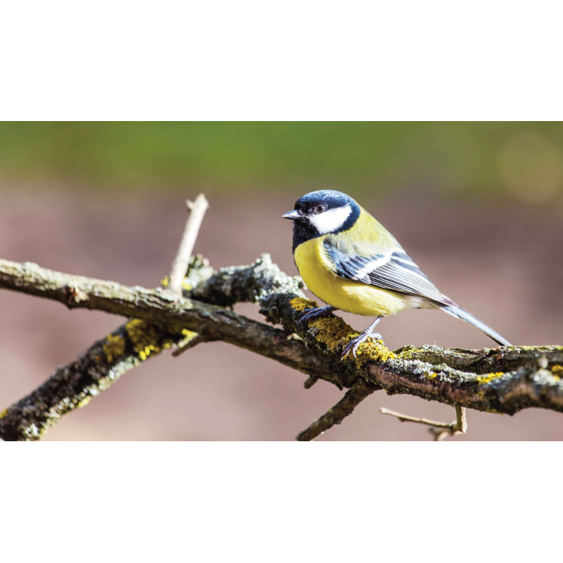 Tuinschilderij Koolmees tak 130x70cm