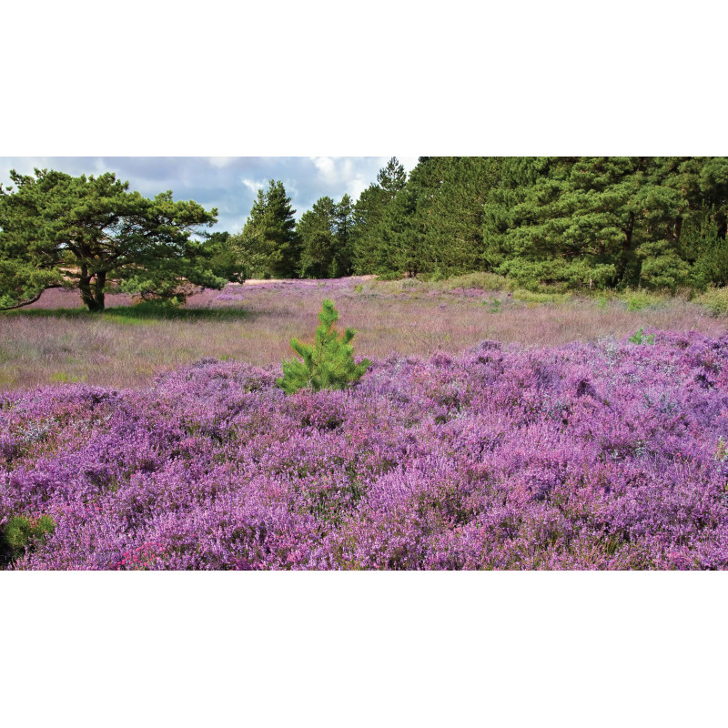 Tuinschilderij Paars heideveld 130x70cm