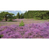 Tuinschilderij Paars heideveld 130x70cm