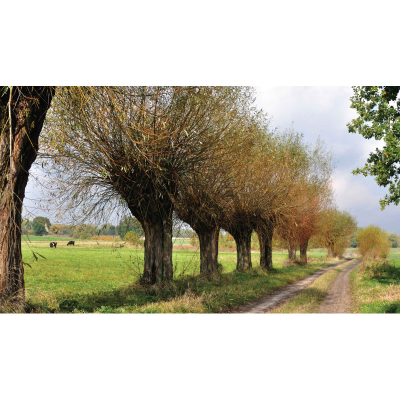 Tuinschilderij Knotwilgen pad 130x70cm