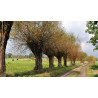 Tuinschilderij Knotwilgen pad 130x70cm