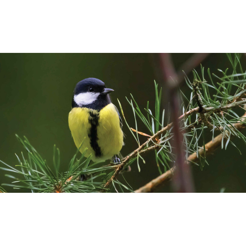 Tuinschilderij Vogel geel 130x70cm