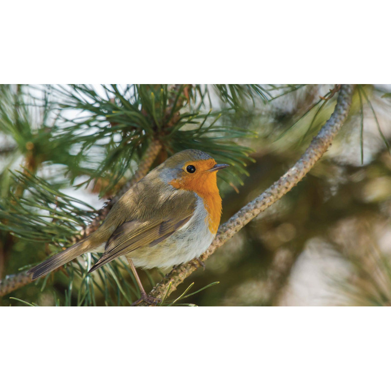 Tuinschilderij Vogel rood 130x70cm