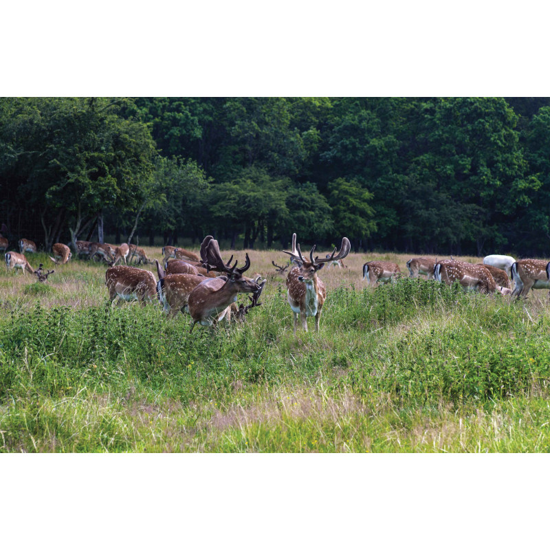 Tuinposter Herten bos 140x90cm