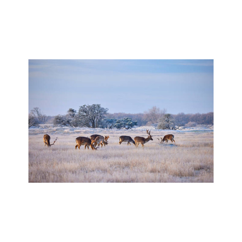 TS Herten in sneeuw 130x70cm