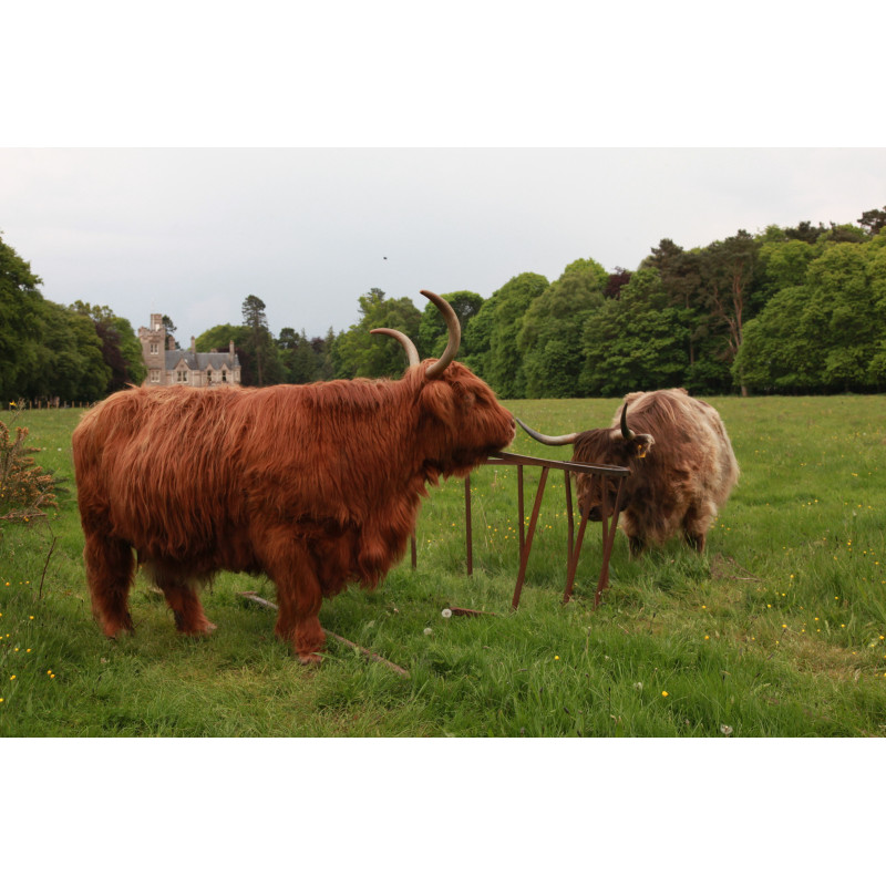 Hooglanders 130x70cm