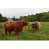 Hooglanders 130x70cm
