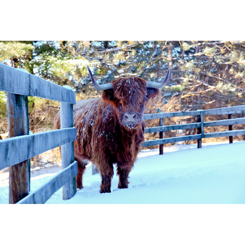 Hooglander winter 130x70cm