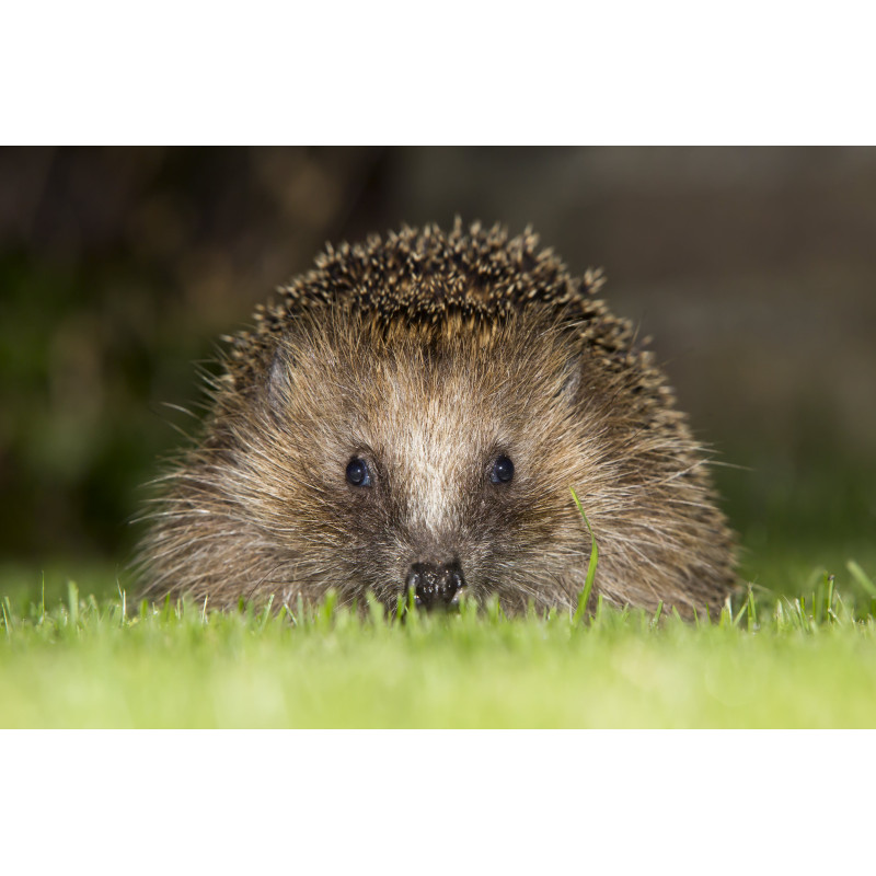 Egel 130x70cm