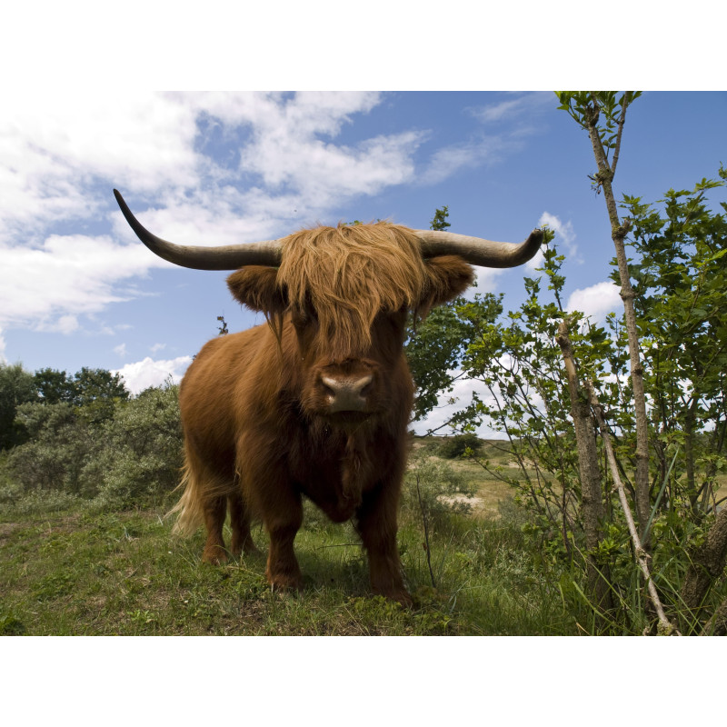 Hooglander frontaal 70x50cm