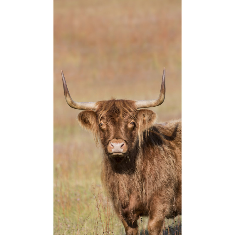 Hooglander rechts 70x130cm