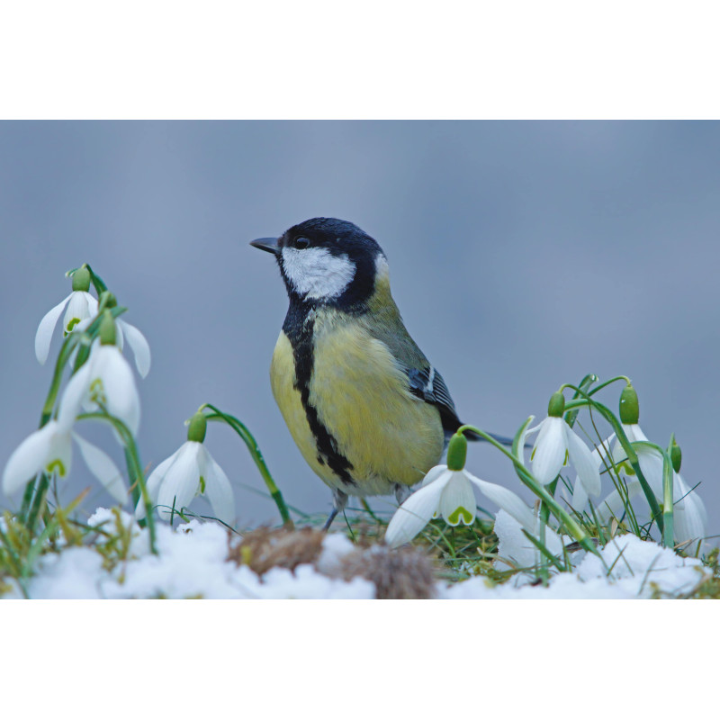 Mees winter 130x70cm