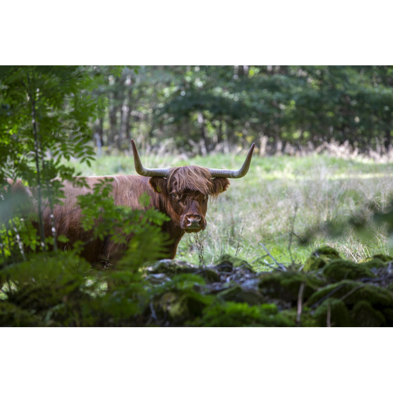 Highland cattle 130x70cm