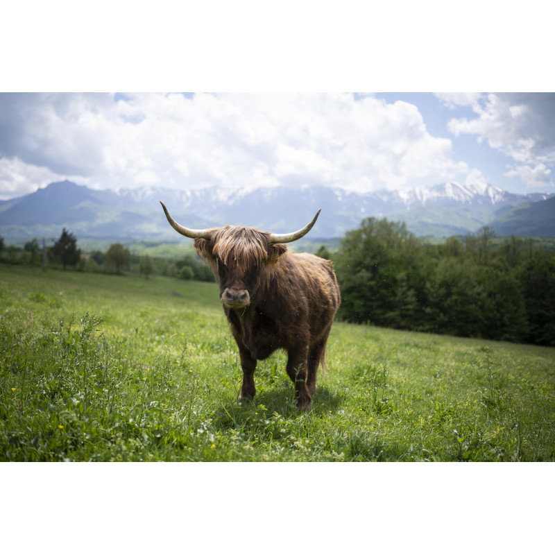 Hooglander bergen 130x70cm