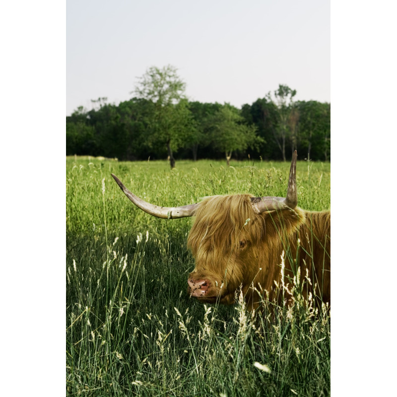 Hooglander veld 70x130cm