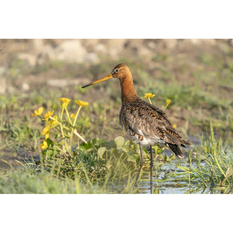 Limosa Limosa 130x70cm