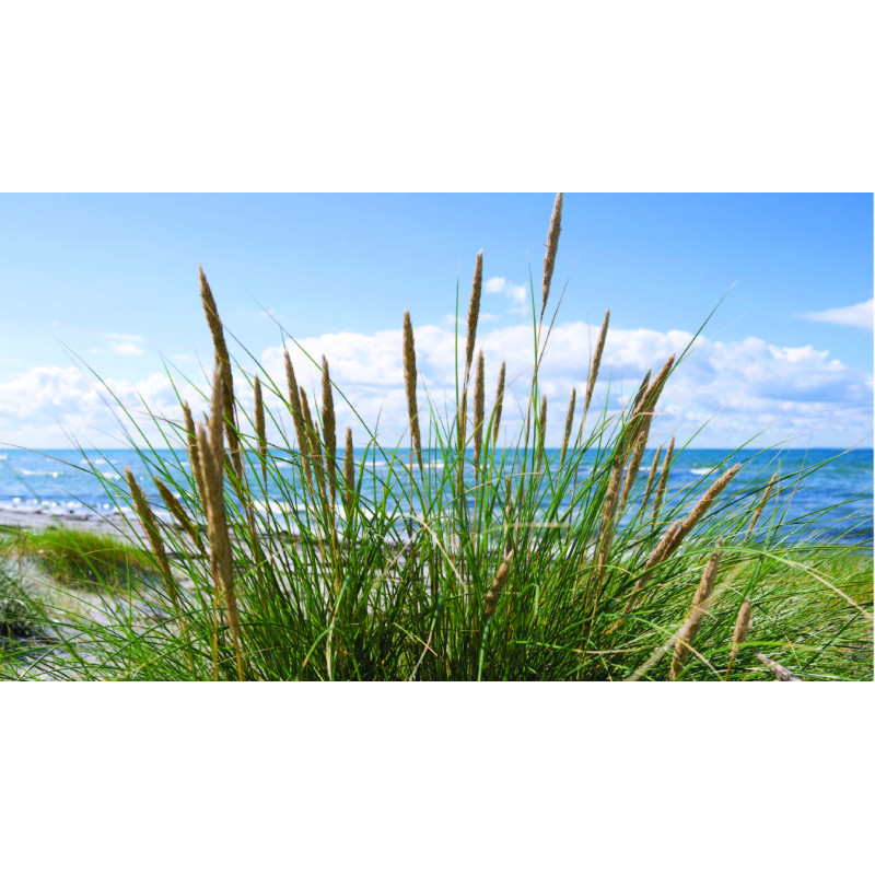 Strandhaver 130x70cm