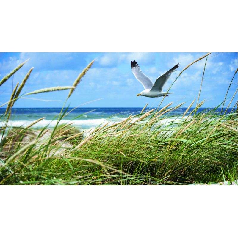 Zeemeeuw 130x70cm