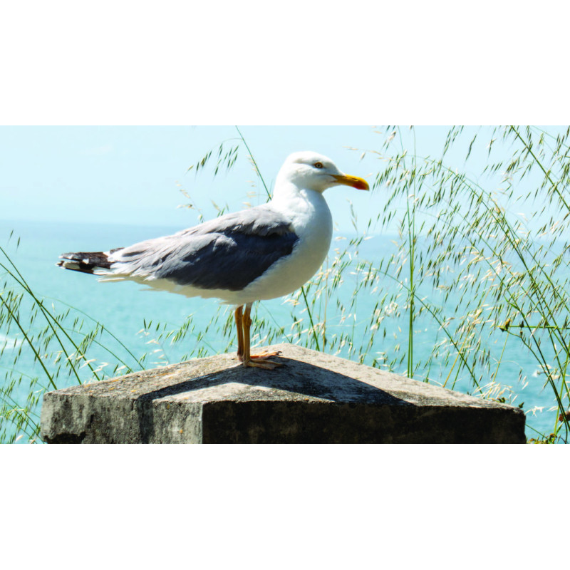 Zeemeeuw paal 130x70cm
